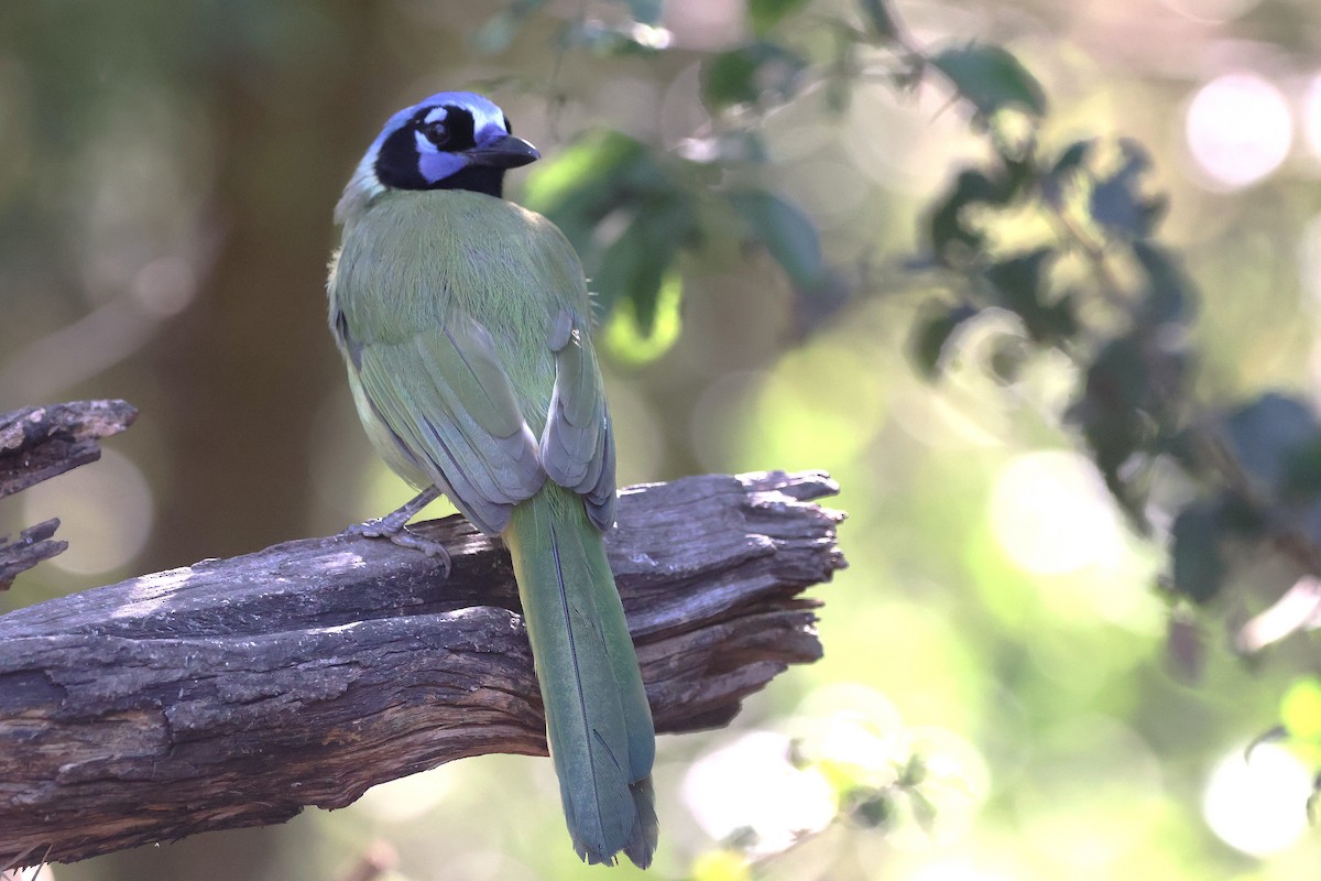 Geai vert - ML644831431