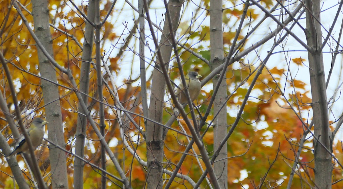 Evening Grosbeak - ML644831432