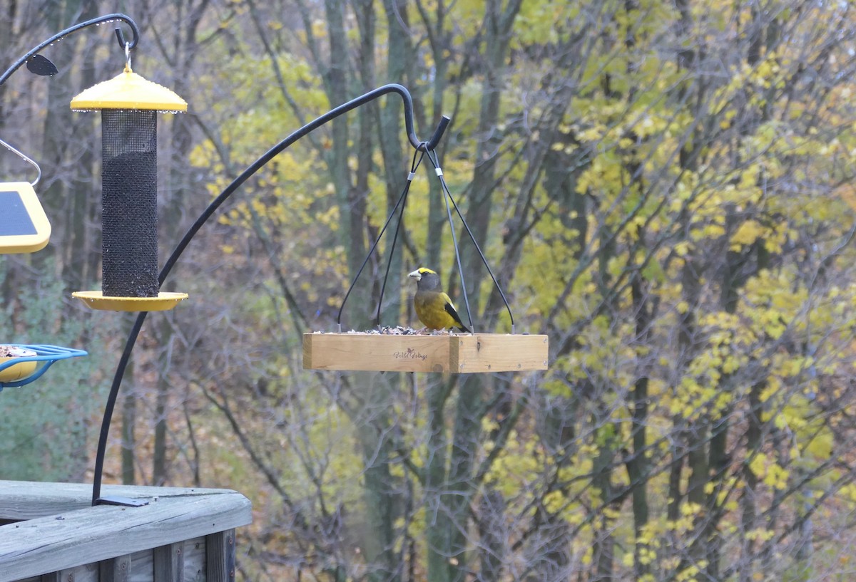 Evening Grosbeak - ML644831433