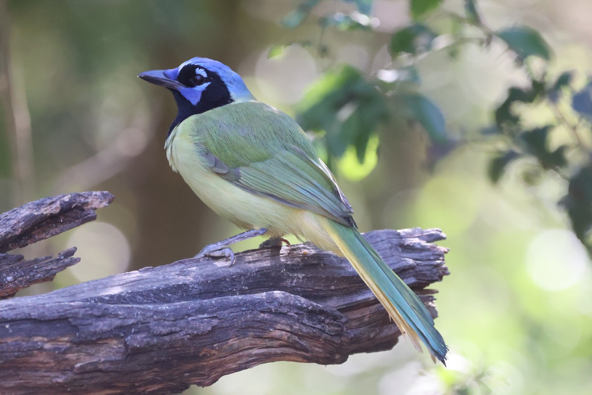 Geai vert - ML644831446