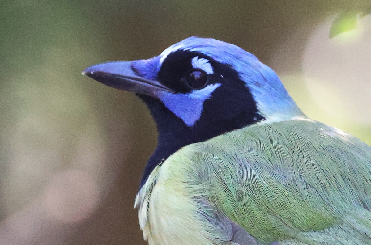 Geai vert - ML644831448