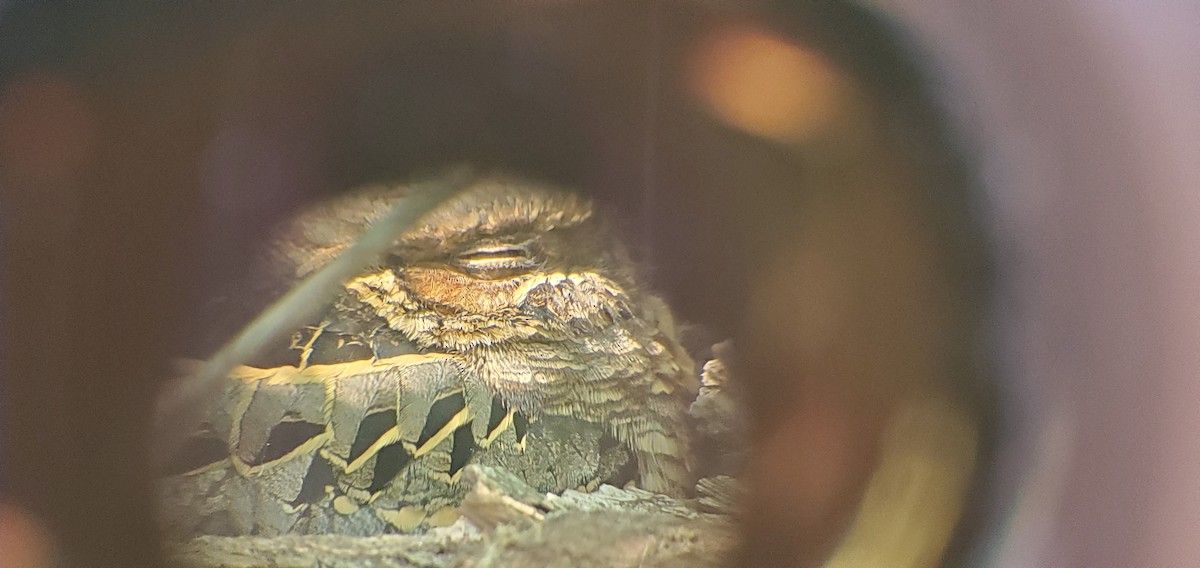 Common Pauraque - ML644831449