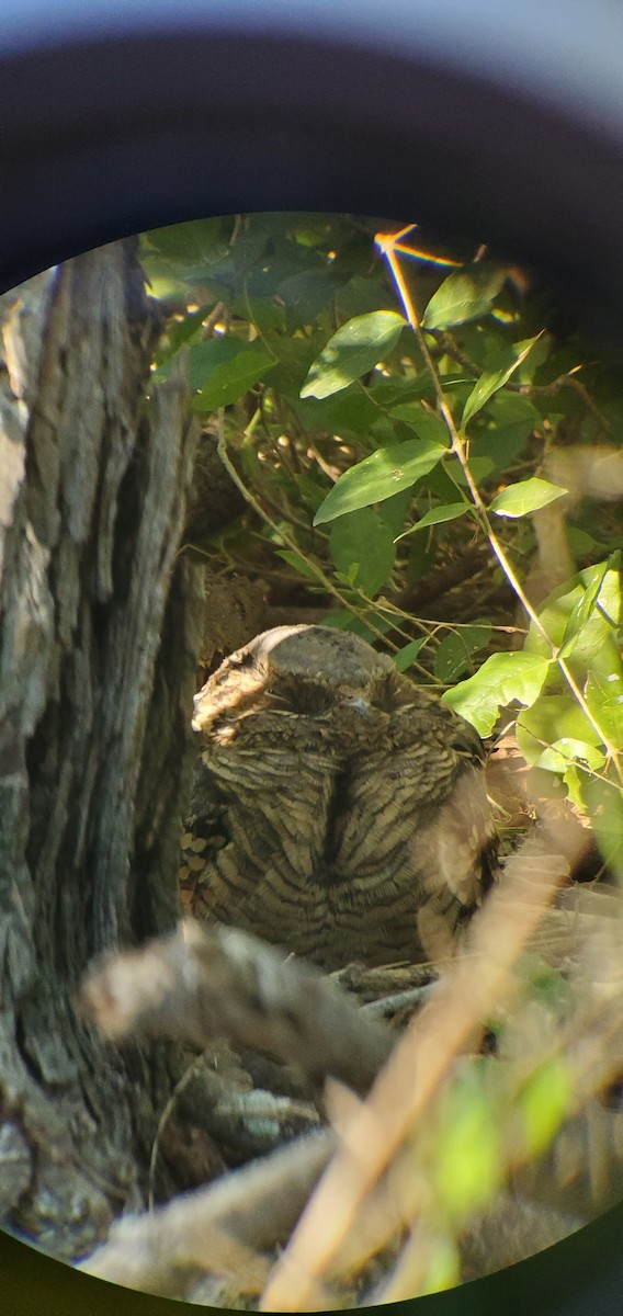 Common Pauraque - ML644831450