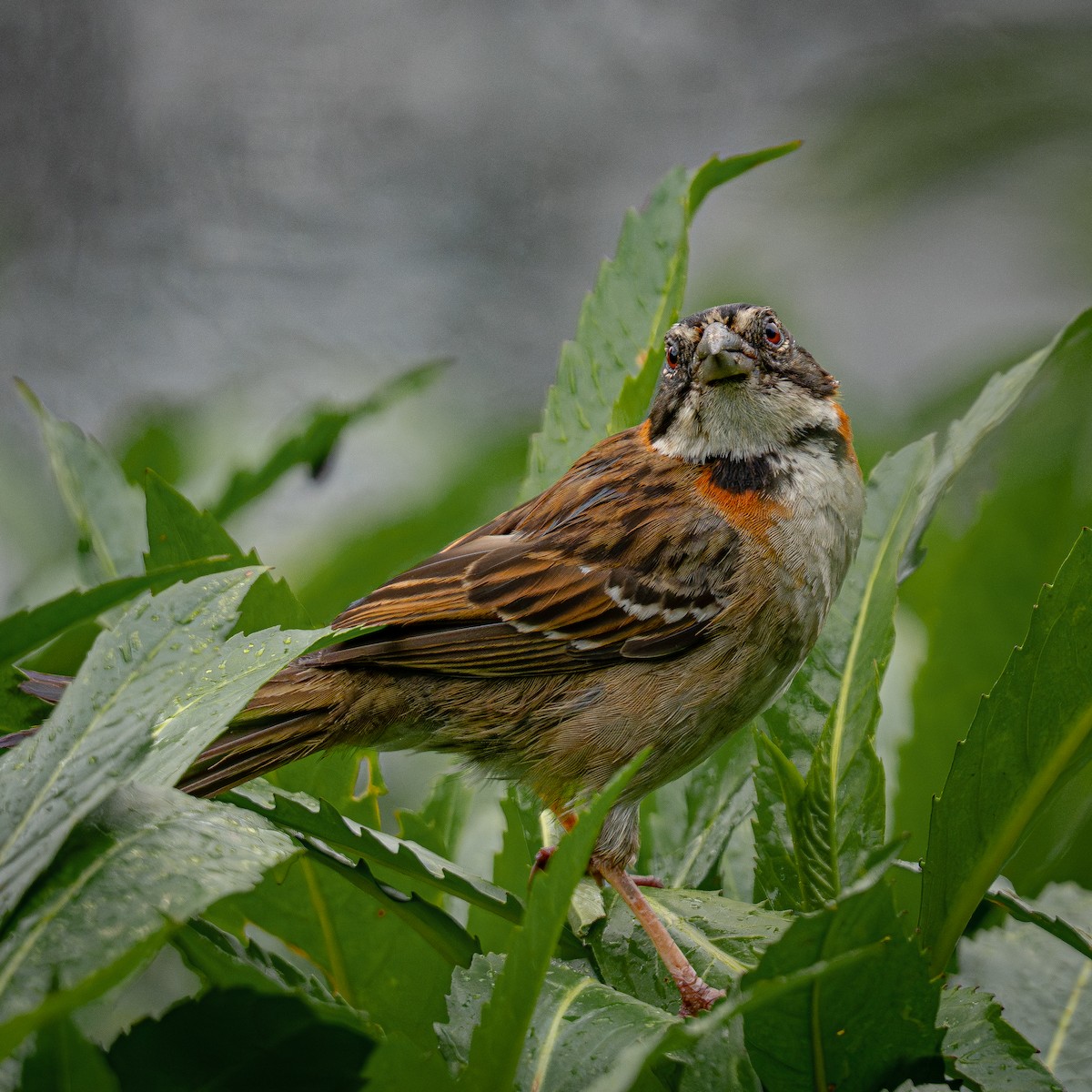 Morgenammer - ML644831453