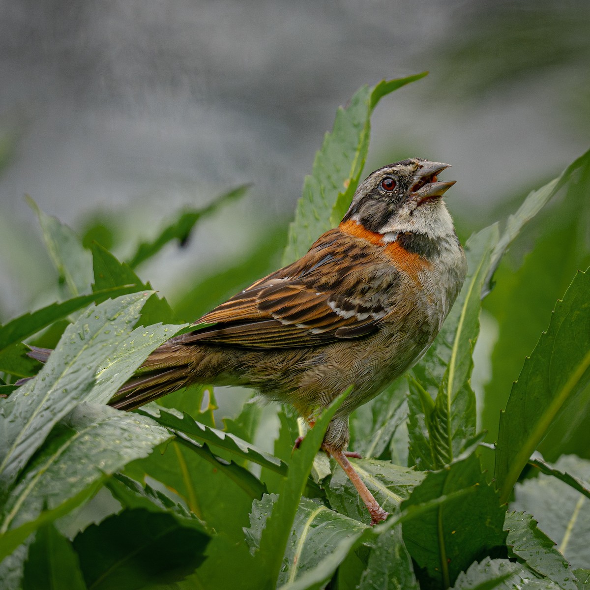 Morgenammer - ML644831454