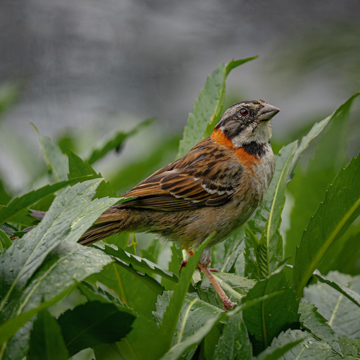 Morgenammer - ML644831455