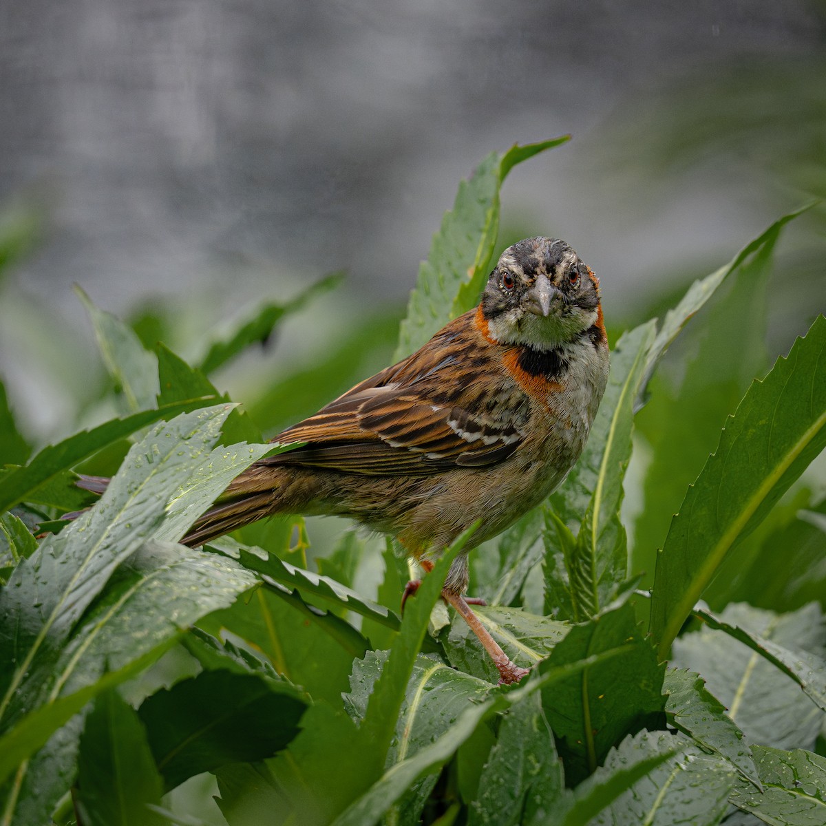 Morgenammer - ML644831456