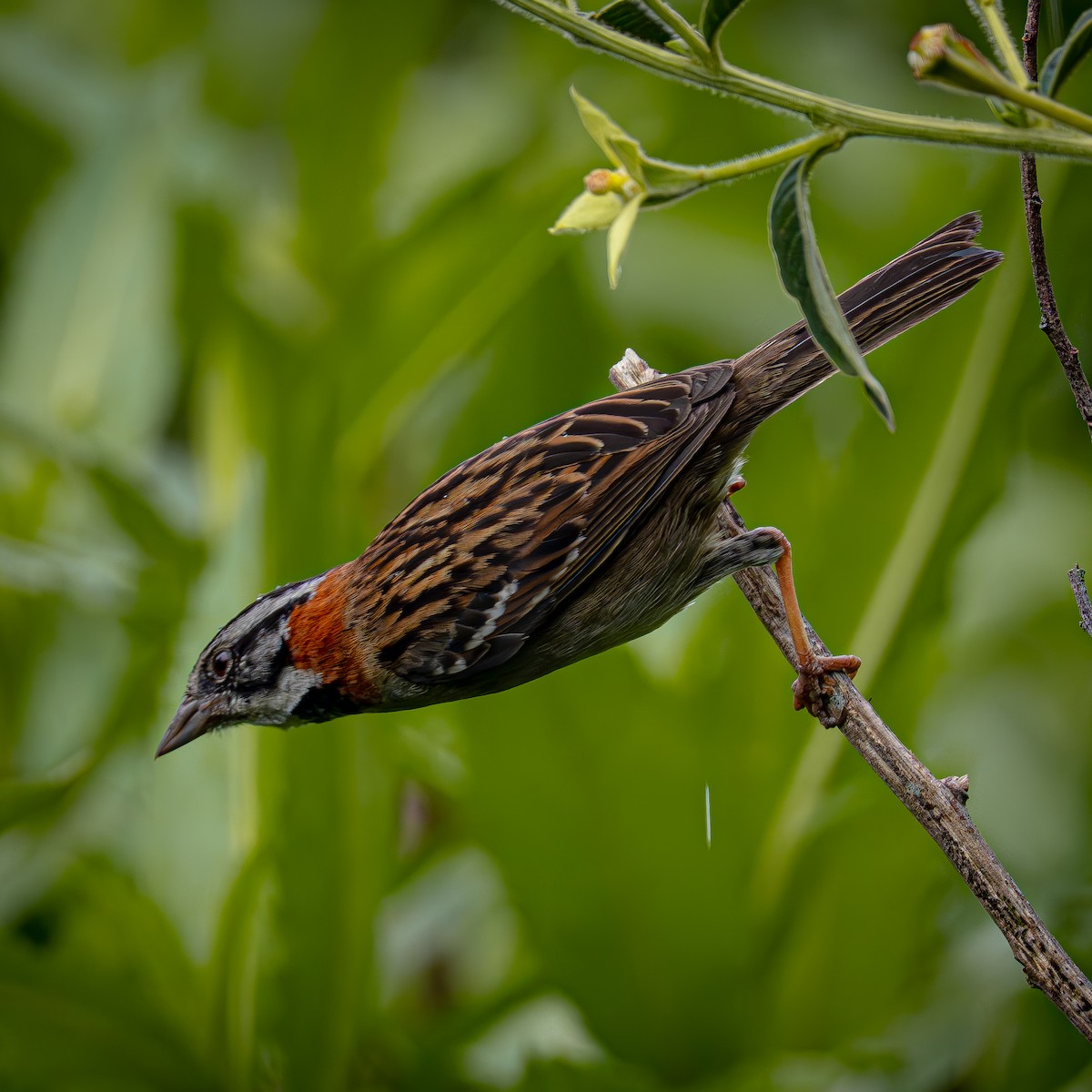 Morgenammer - ML644831457