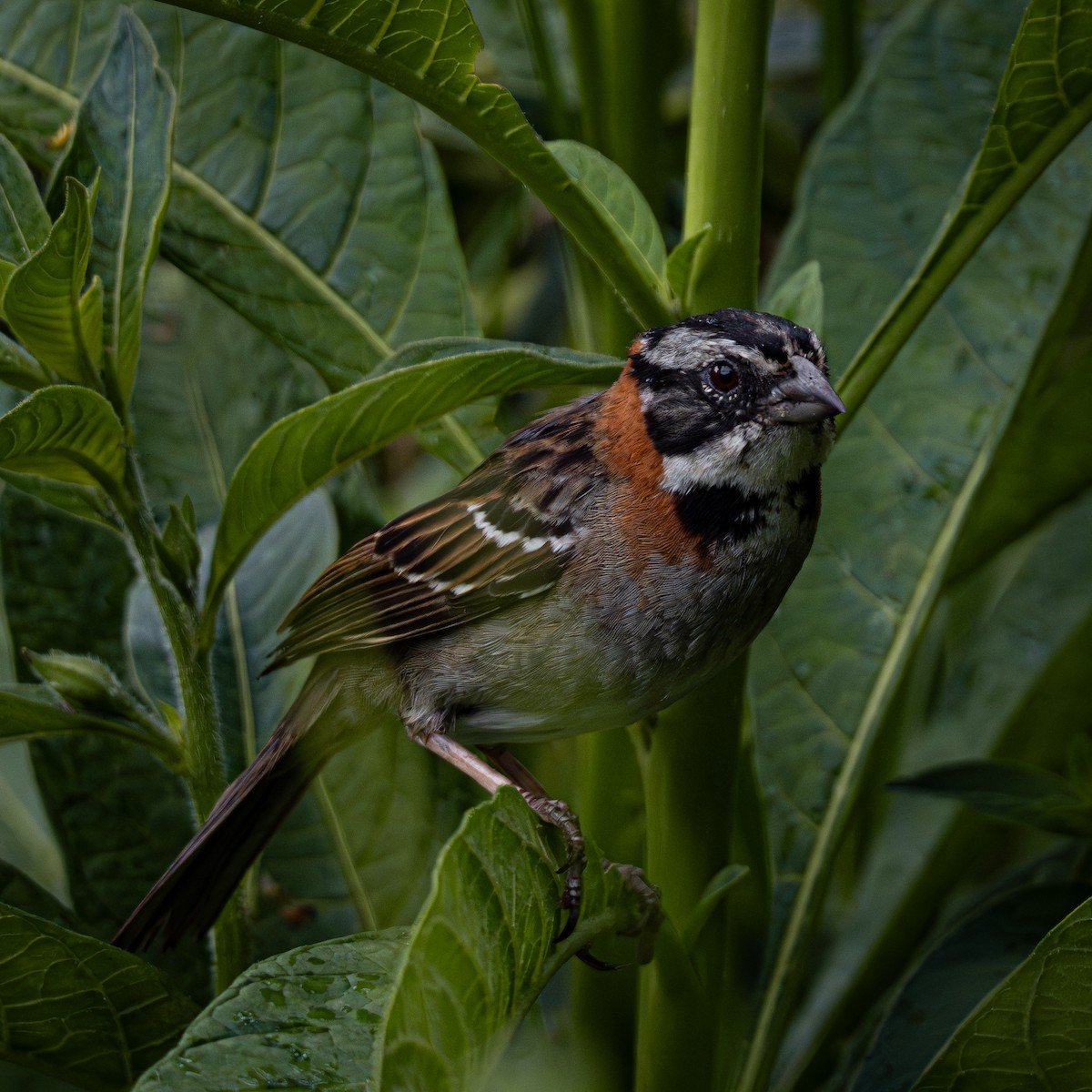 Morgenammer - ML644831458