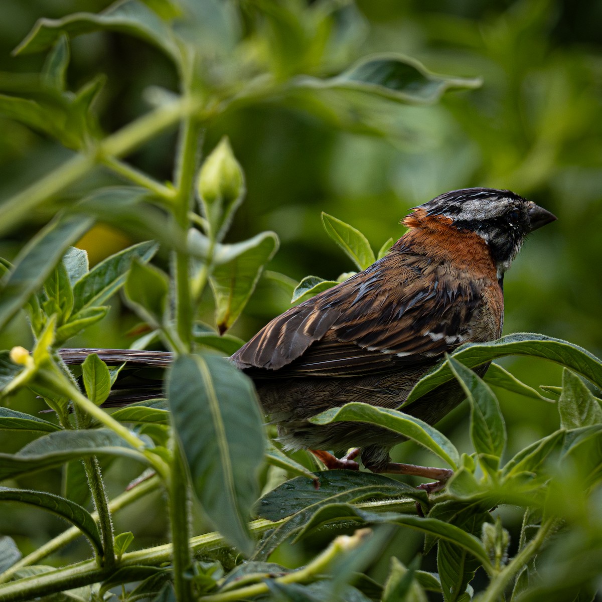 Morgenammer - ML644831459