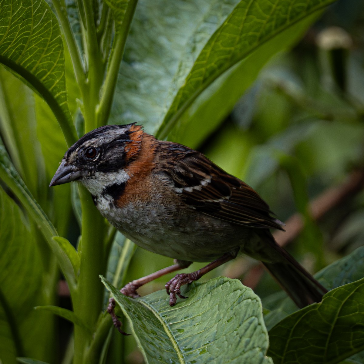 Morgenammer - ML644831460