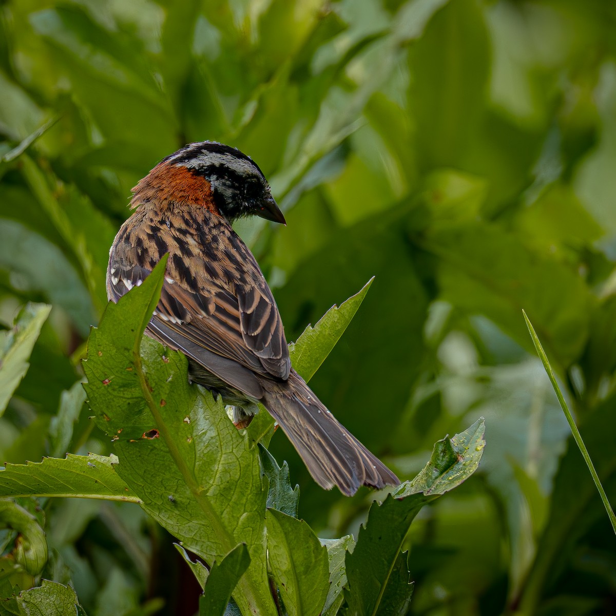 Morgenammer - ML644831461