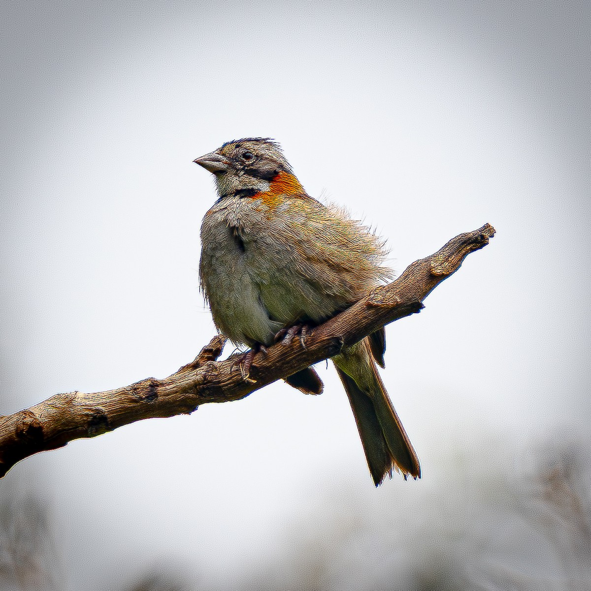 Morgenammer - ML644831462