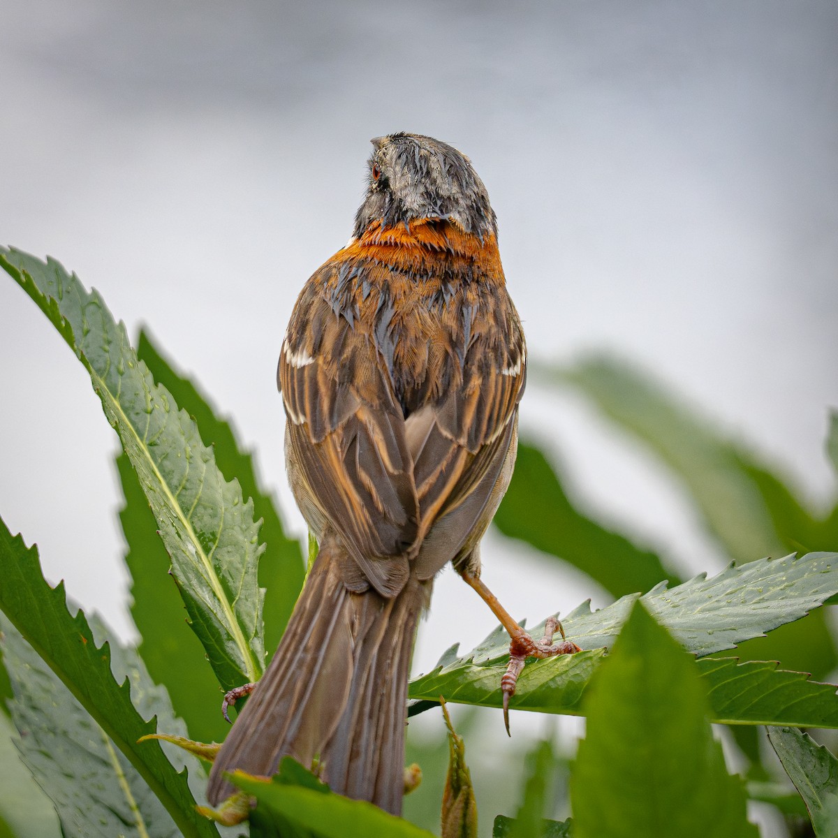 Morgenammer - ML644831463