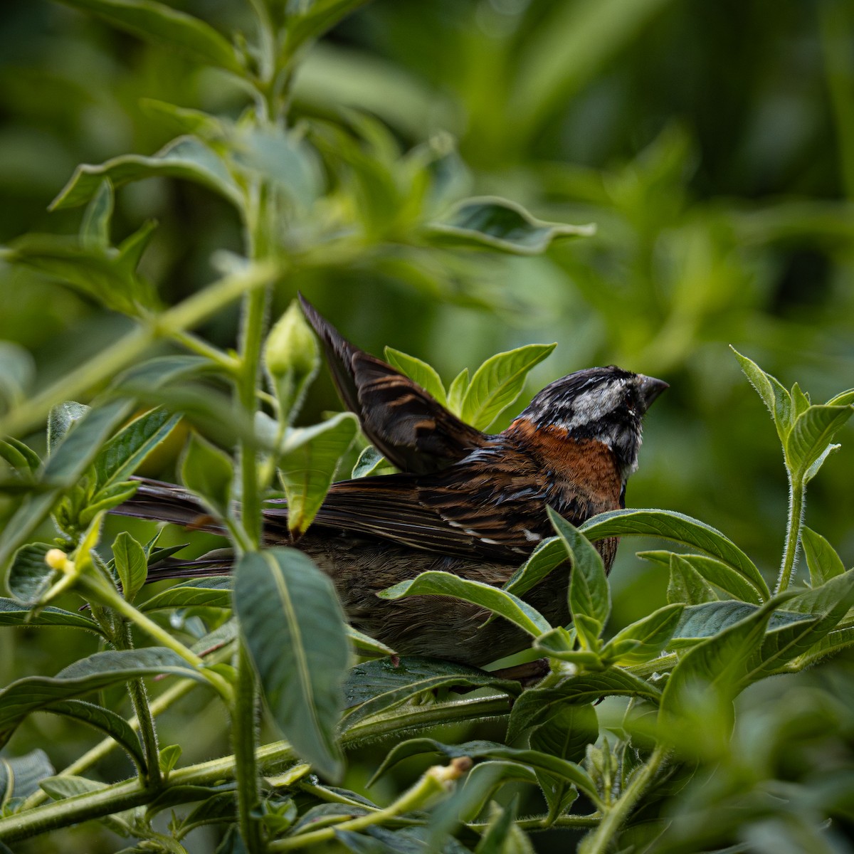 Morgenammer - ML644831464