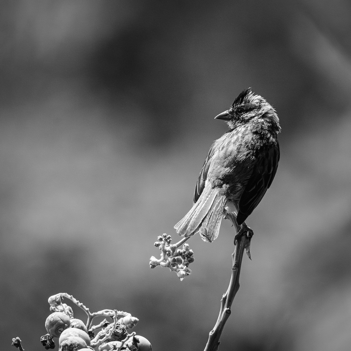 Morgenammer - ML644831465