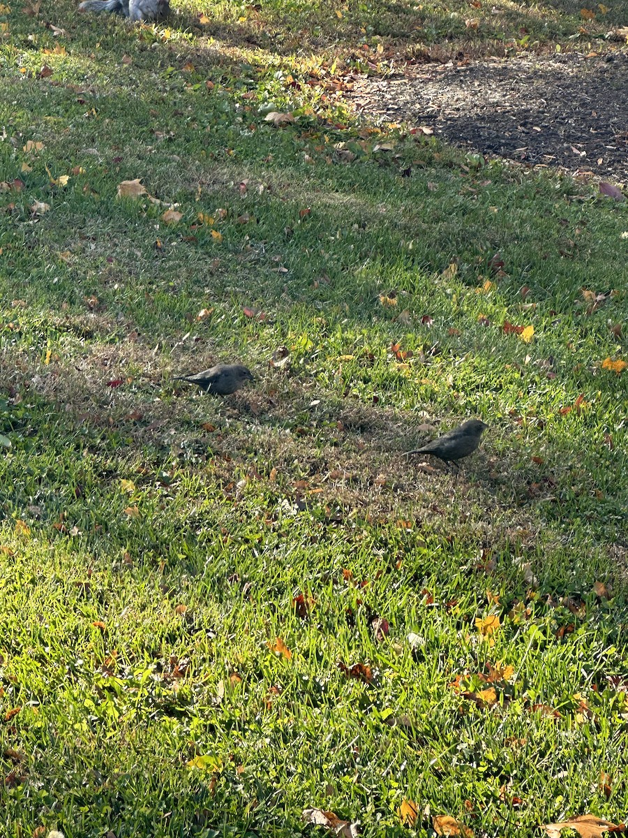 Brown-headed Cowbird - ML644831484