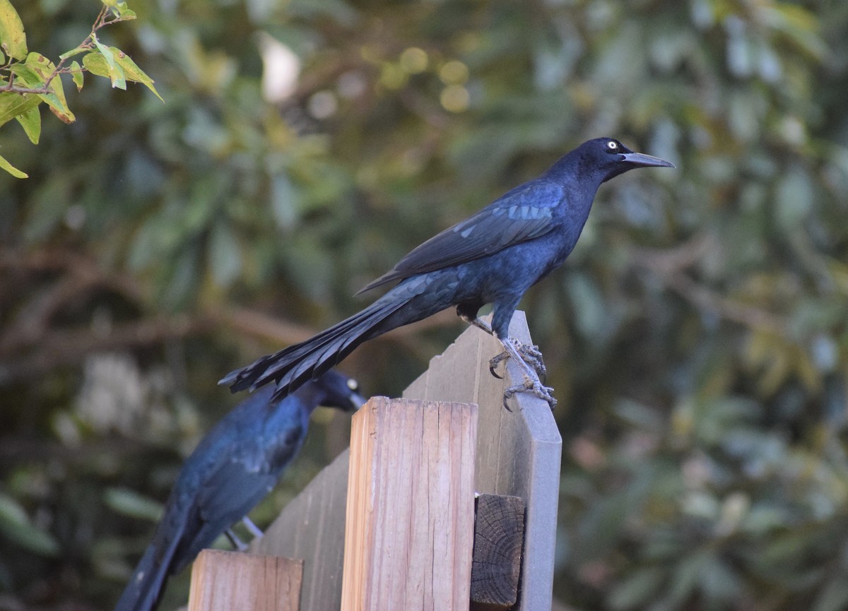 Great-tailed Grackle (Great-tailed) - ML644831489