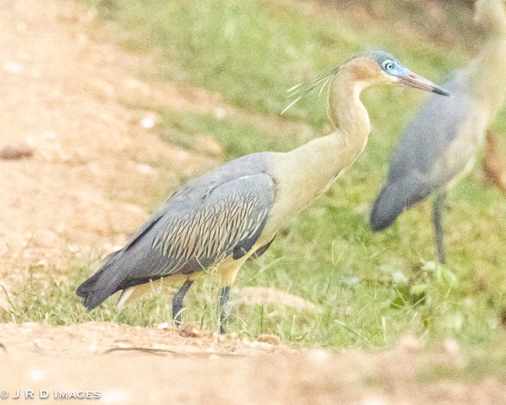 volavka hvízdavá - ML644831500