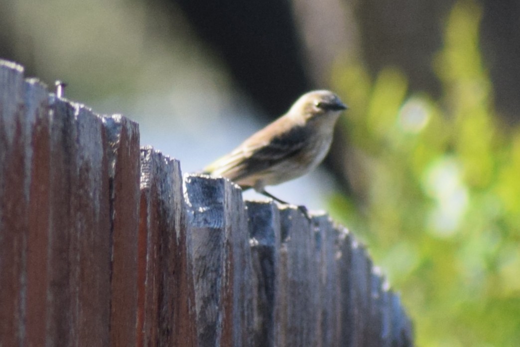Yellow-rumped Warbler (Myrtle) - ML644831514