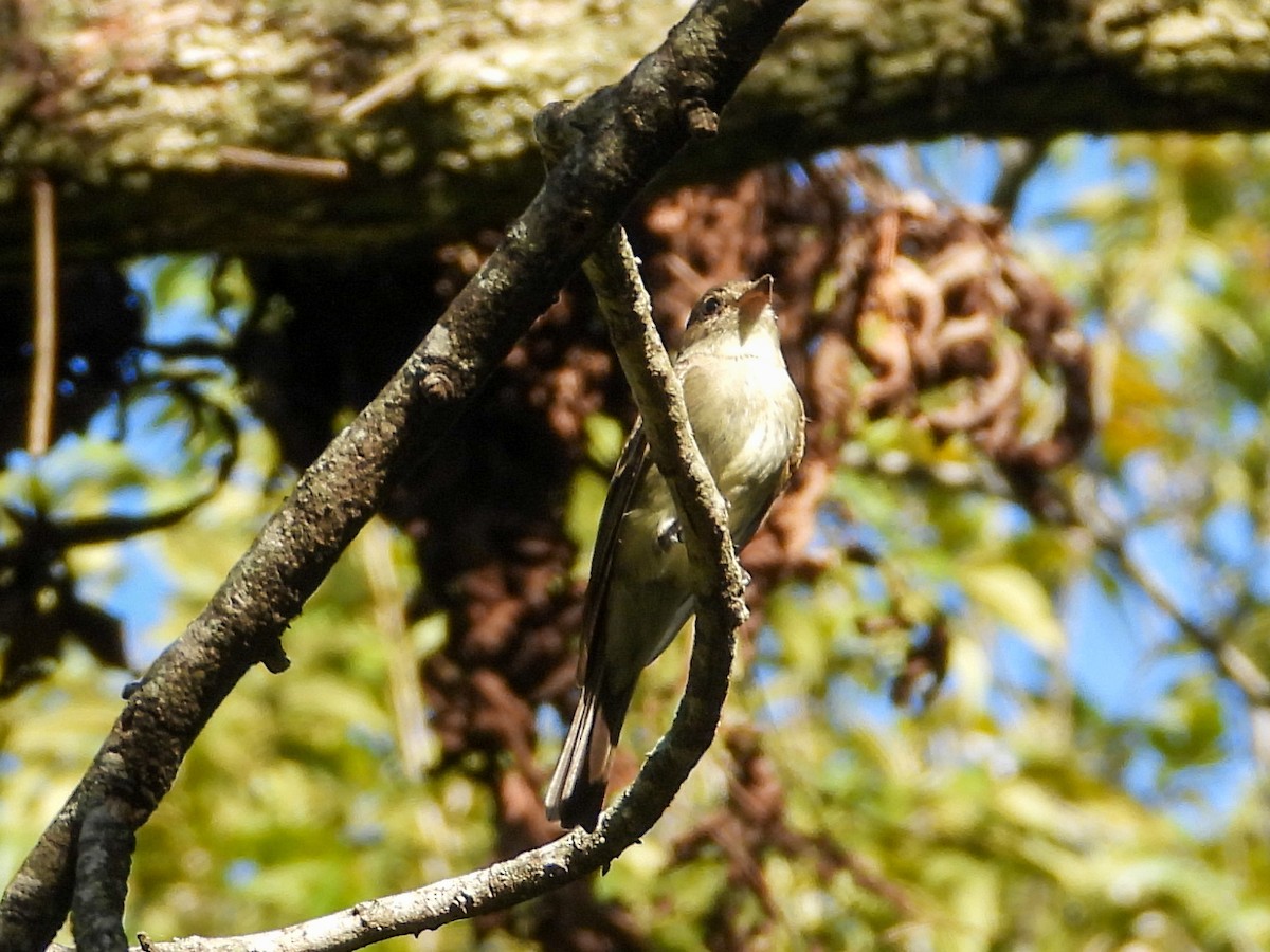 Eastern Wood-Pewee - ML644831521