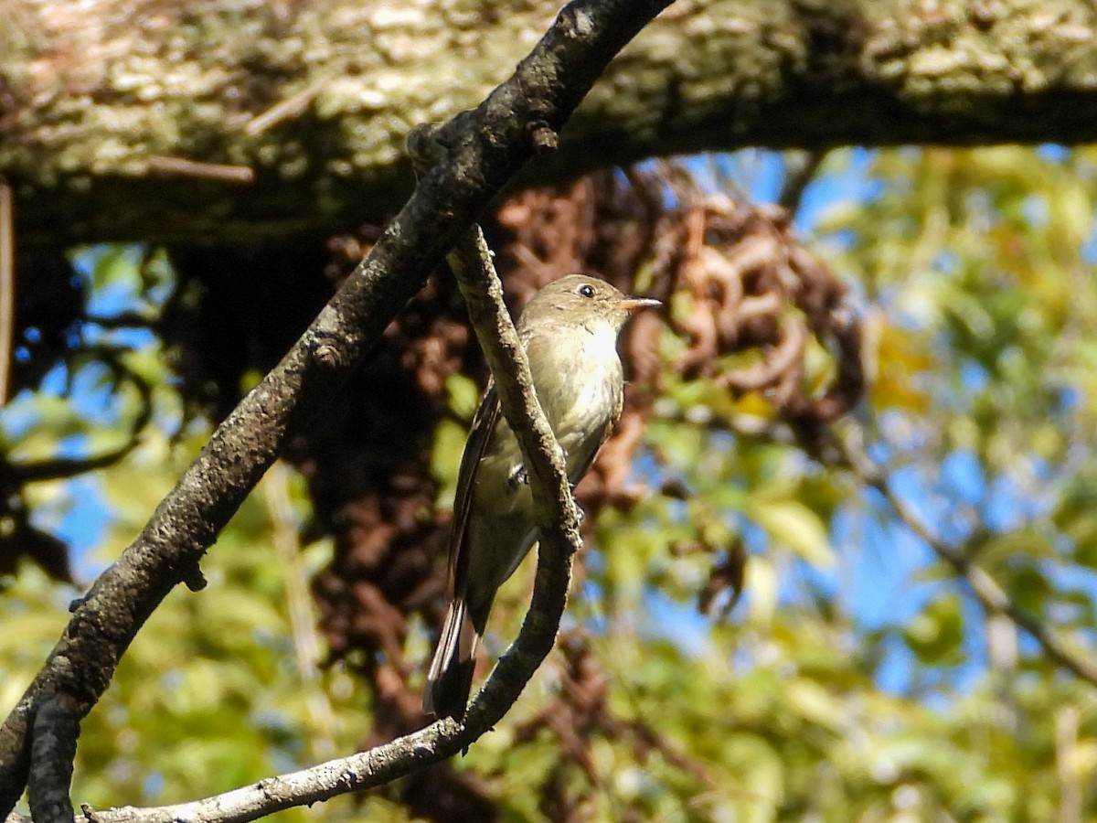Eastern Wood-Pewee - ML644831522