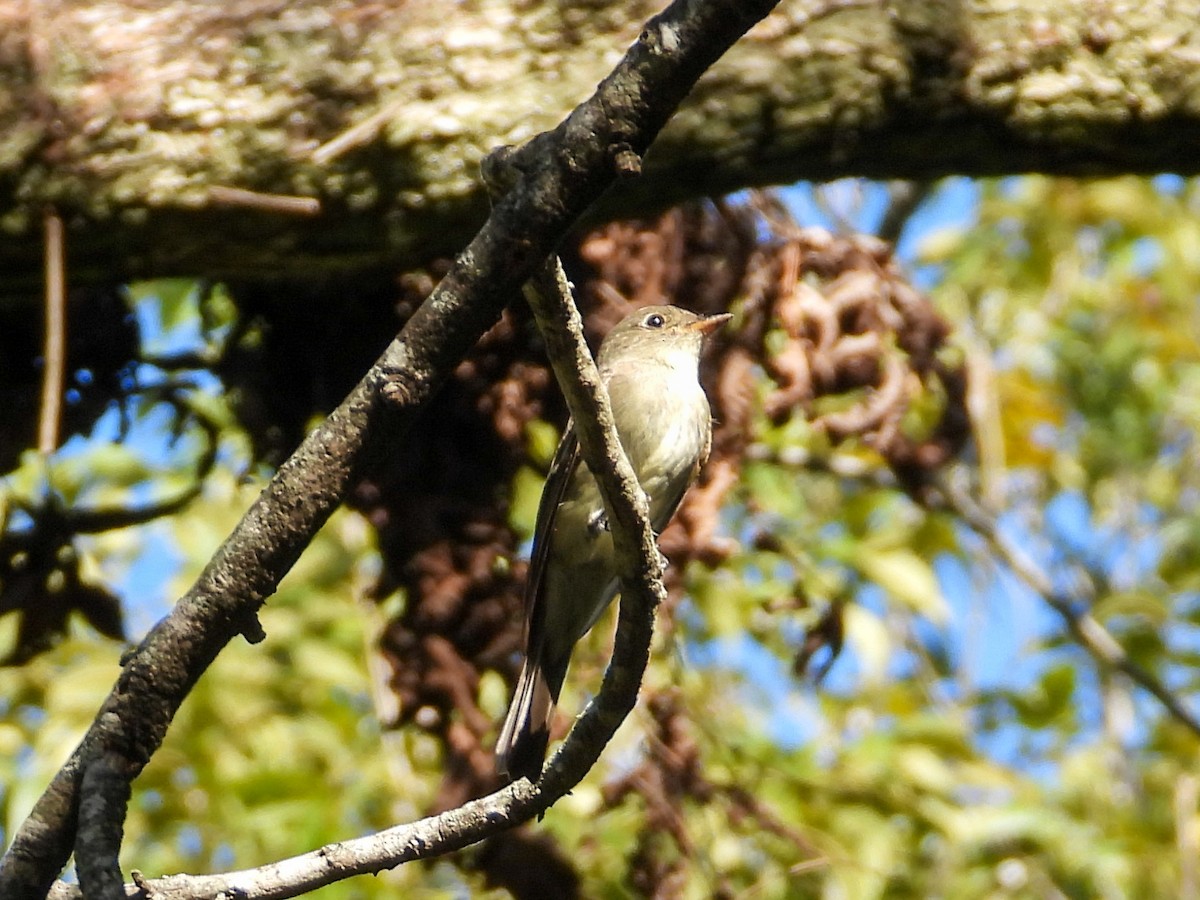 Eastern Wood-Pewee - ML644831523