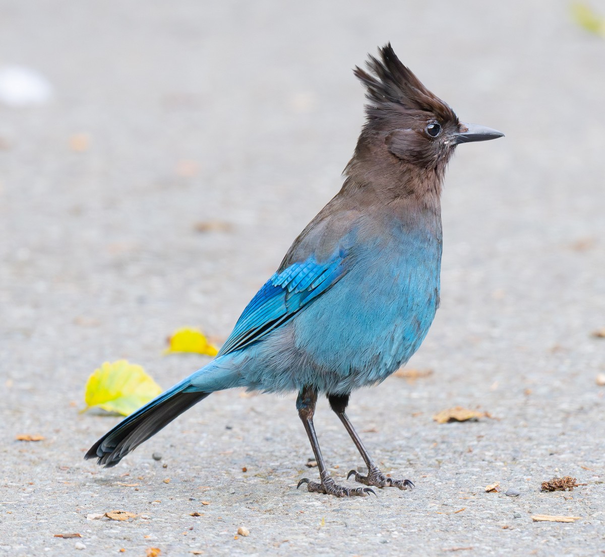 Chara de Steller - ML644831528