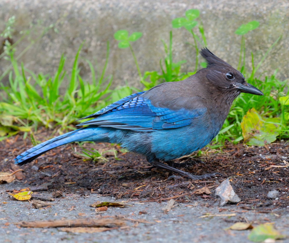 Chara de Steller - ML644831534