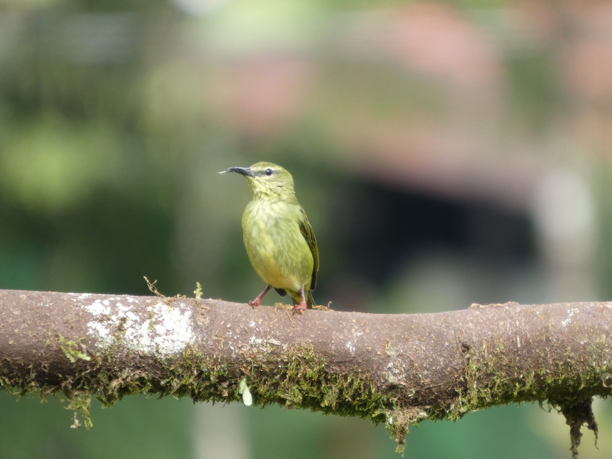 Red-legged Honeycreeper - ML644831535