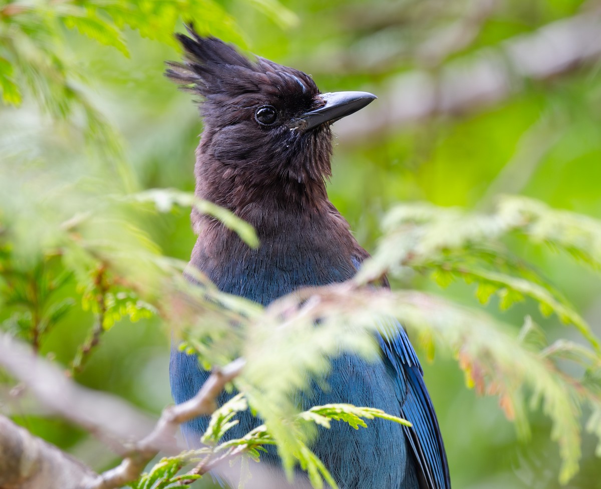 Chara de Steller - ML644831536