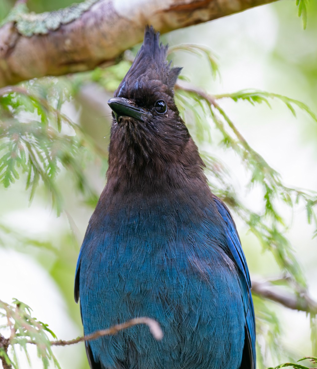 Chara de Steller - ML644831537