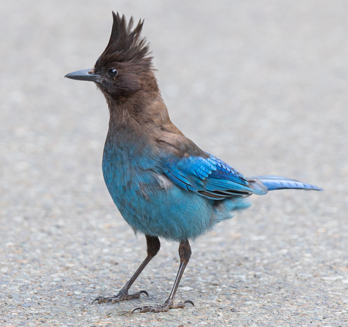 Chara de Steller - ML644831545