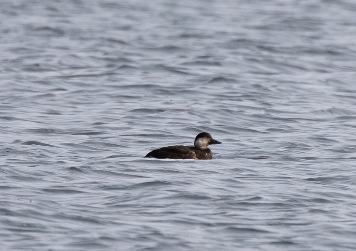 amerikasvartand - ML644831549