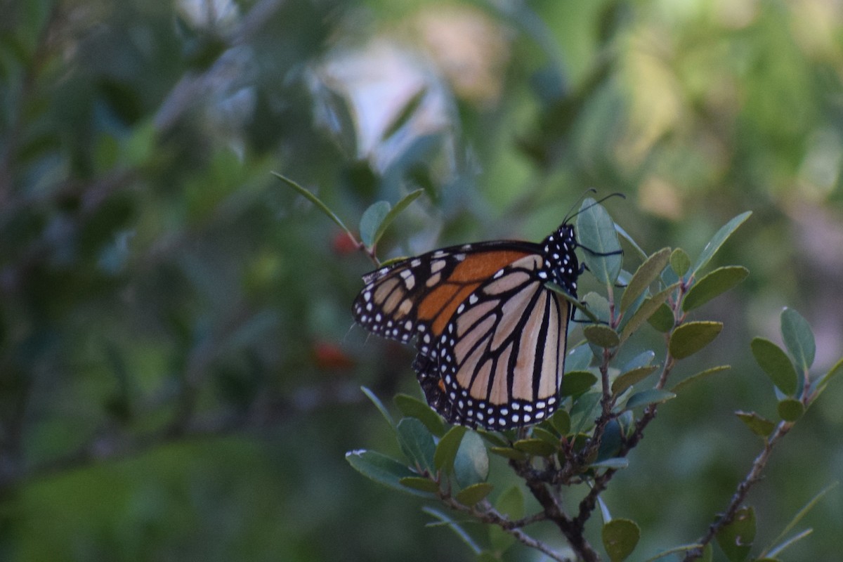 Monarch - ML644831551