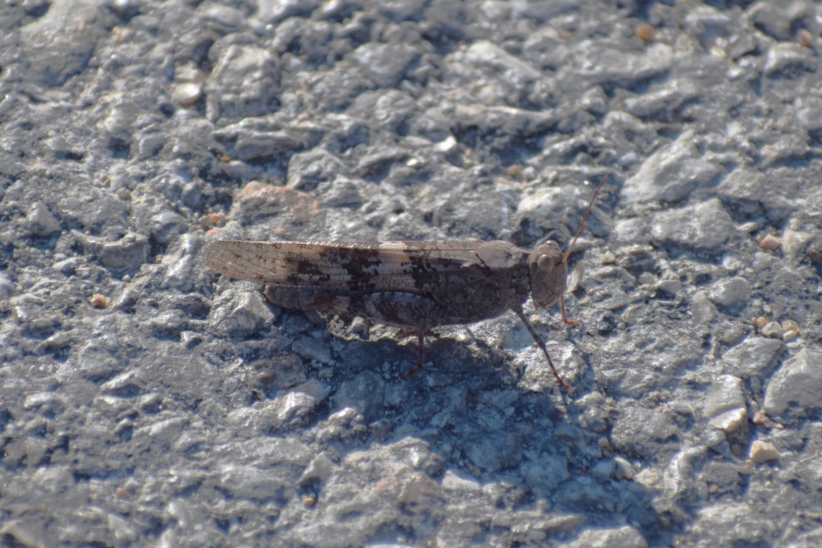 Pallid-winged Grasshopper - ML644831552