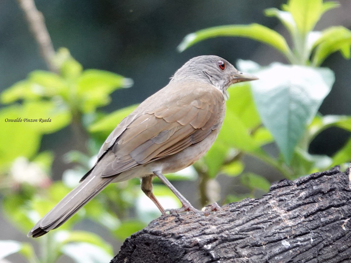 Fahlbrustdrossel - ML644831558