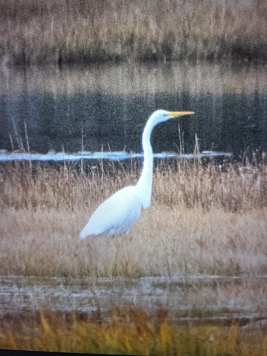 Great Egret - ML644831560