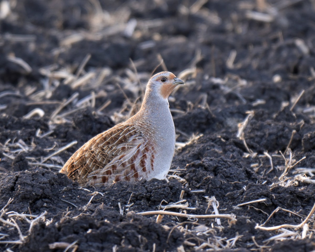 koroptev polní - ML644831562