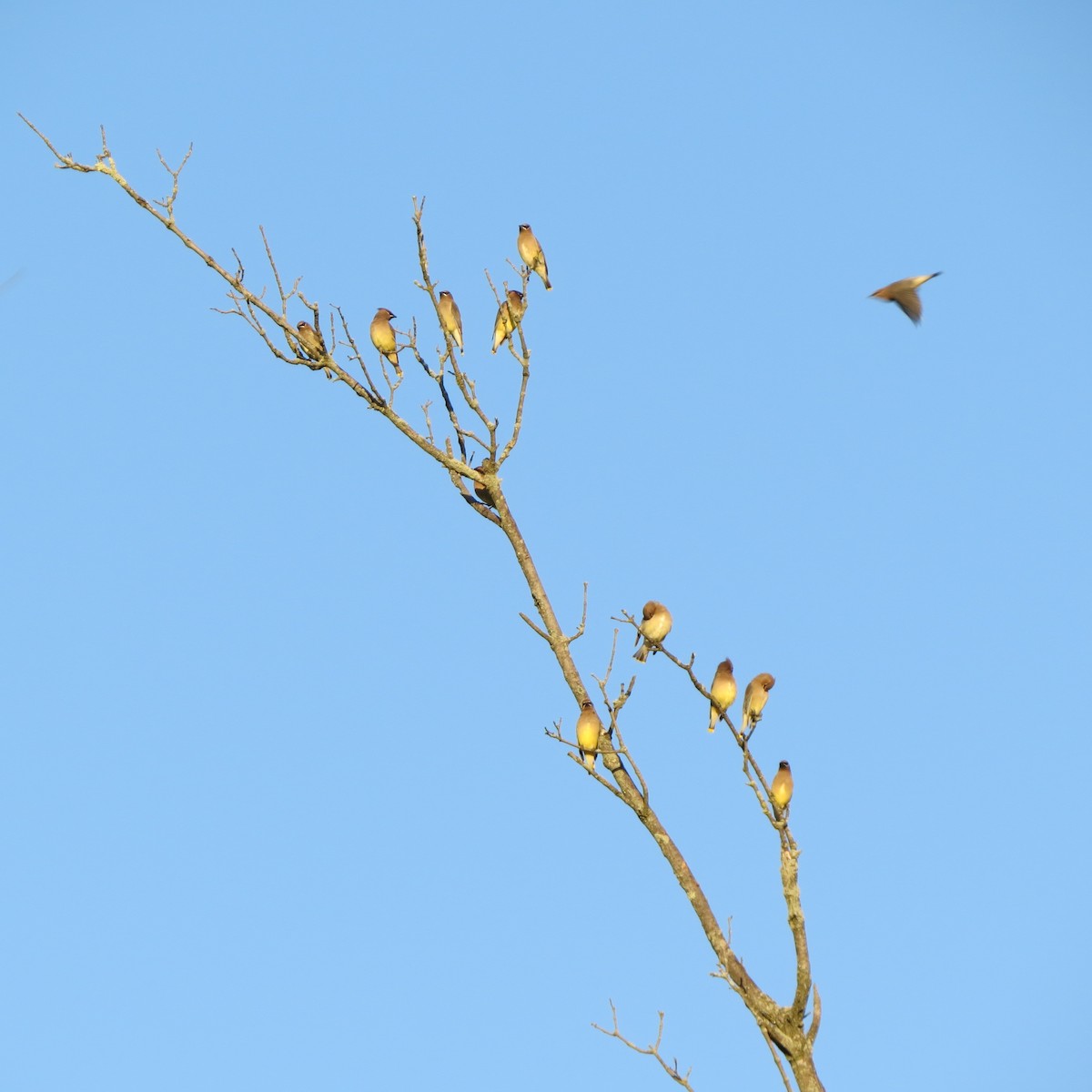 Cedar Waxwing - ML644831566