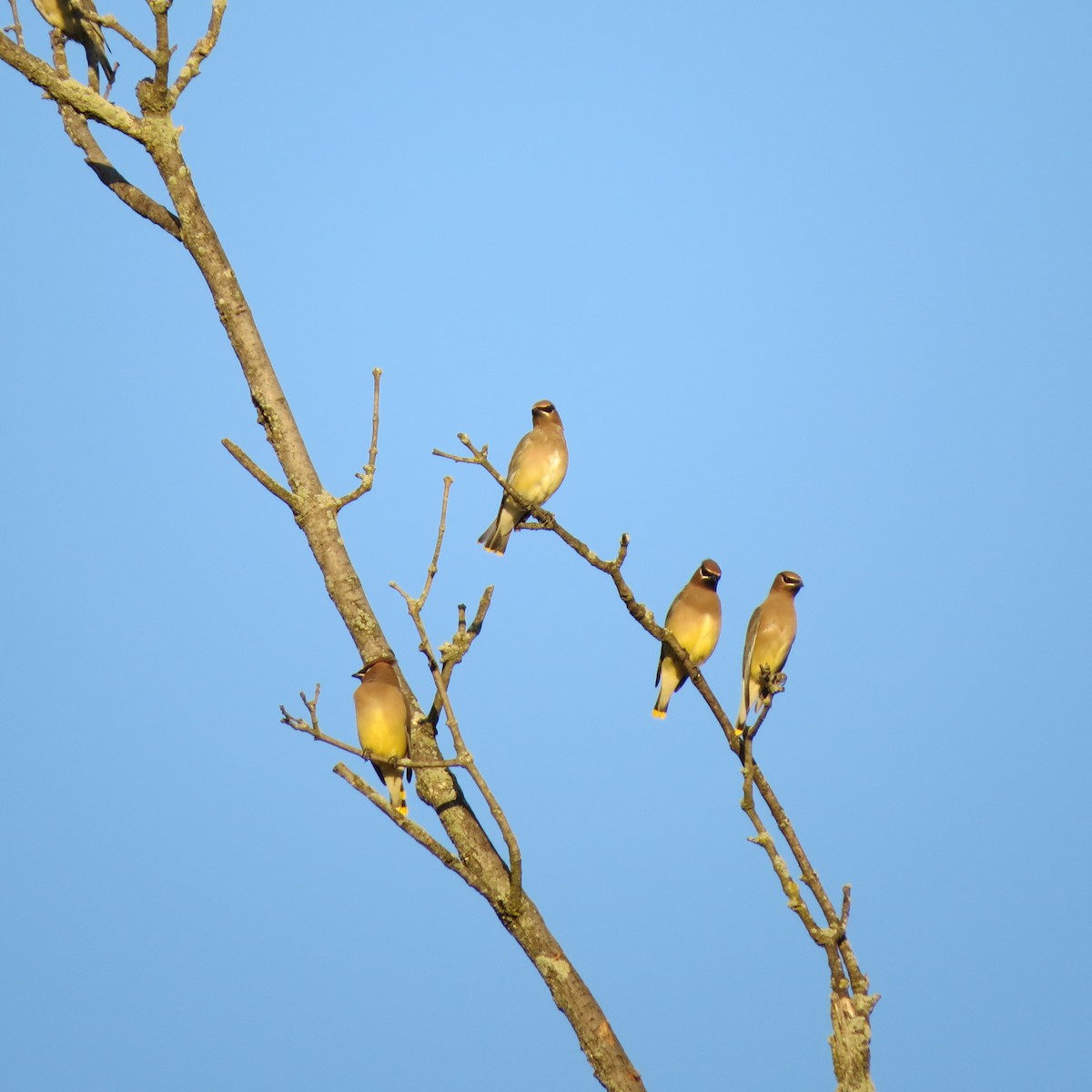 Cedar Waxwing - ML644831567