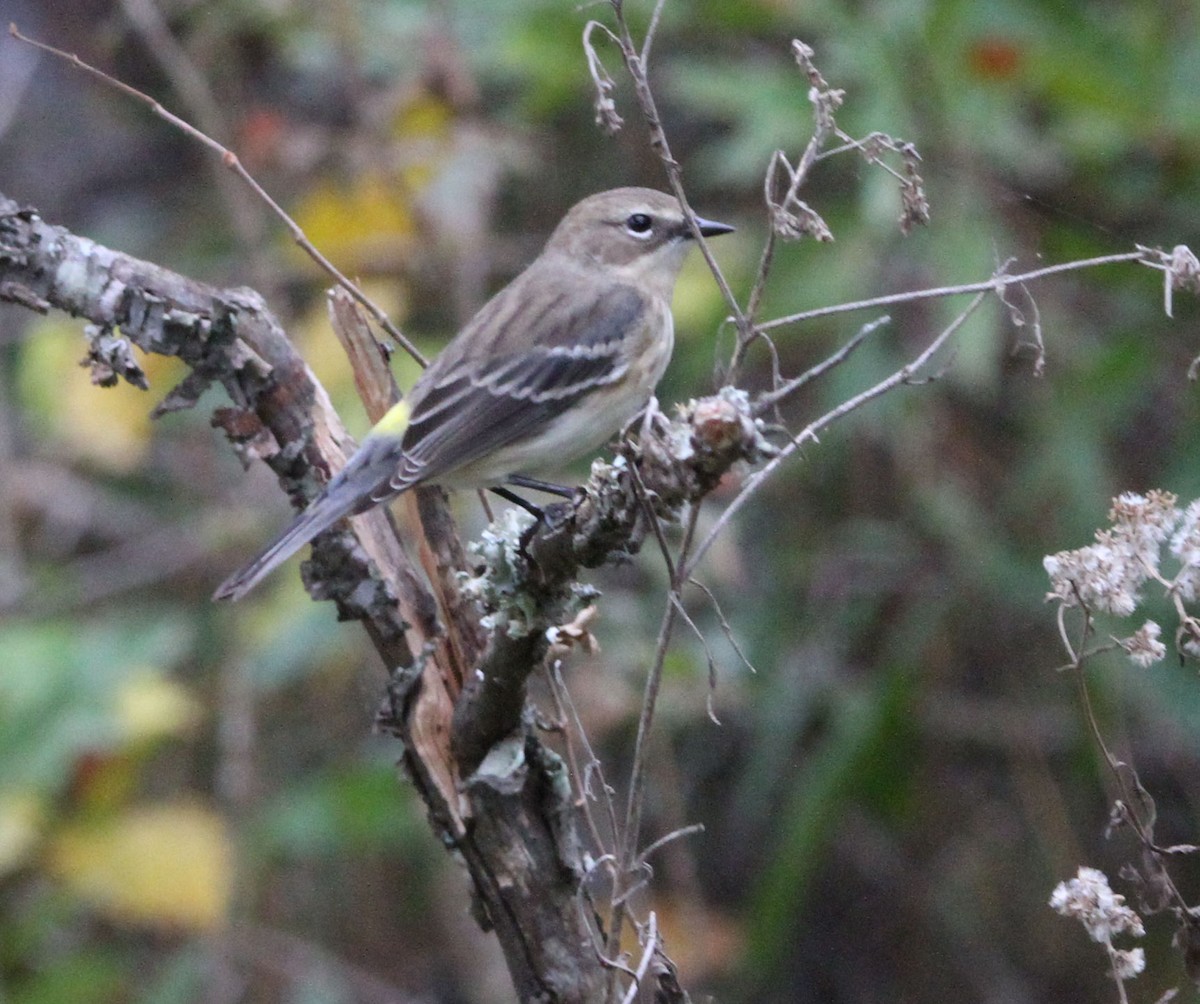 Yellow-rumped Warbler - ML644831568