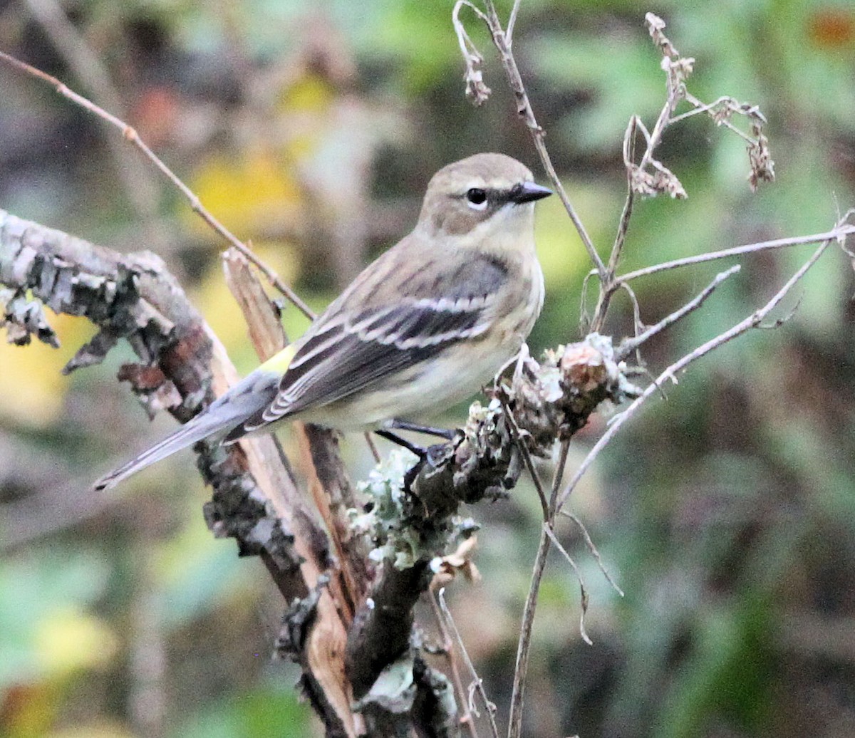 Yellow-rumped Warbler - ML644831569