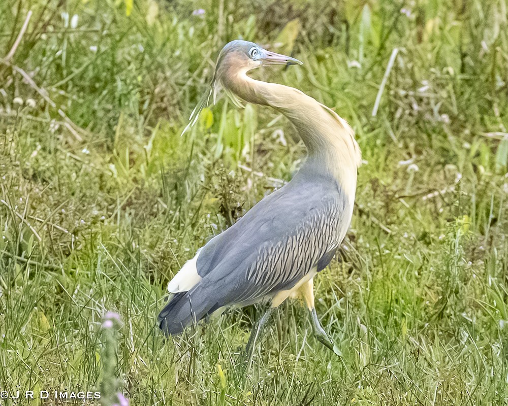 volavka hvízdavá - ML644831578