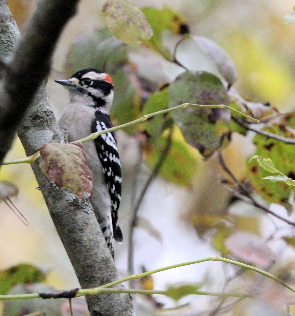 Downy Woodpecker - ML644831580