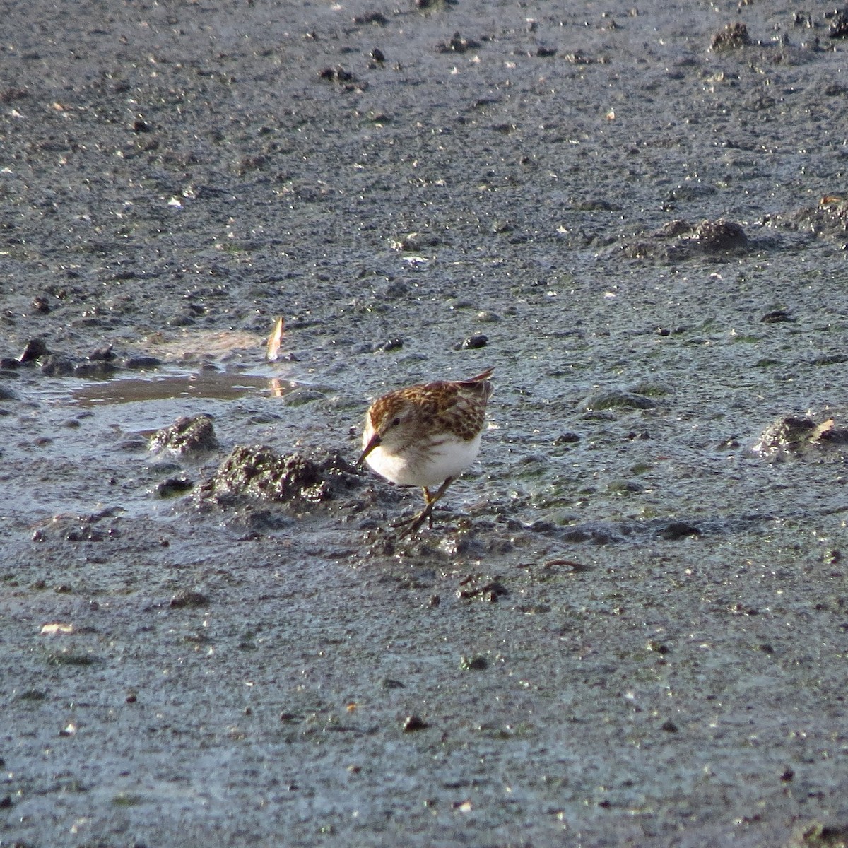 Least Sandpiper - ML644831588