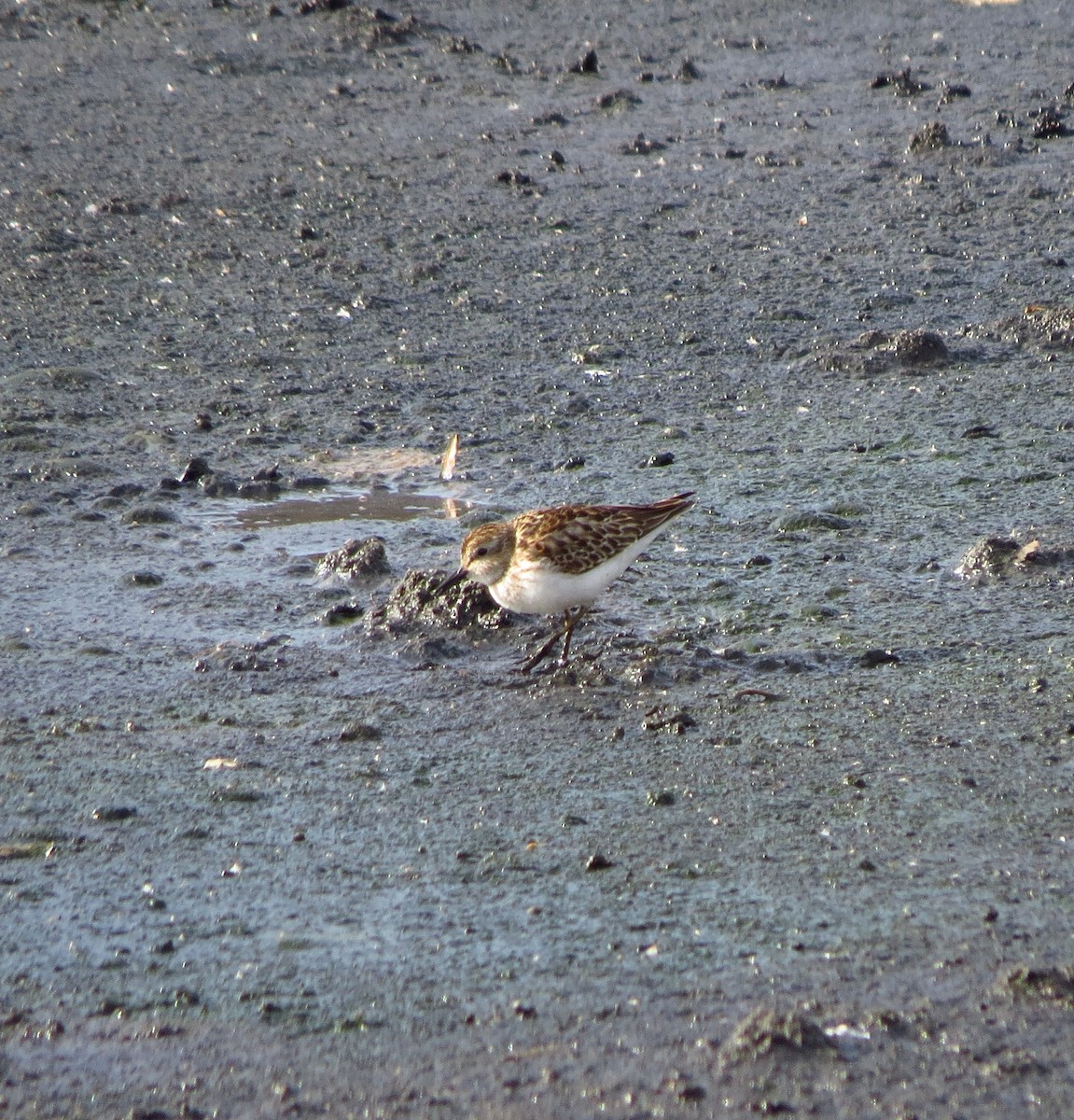 Least Sandpiper - ML644831589