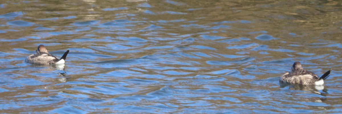 Американская савка - ML644831590