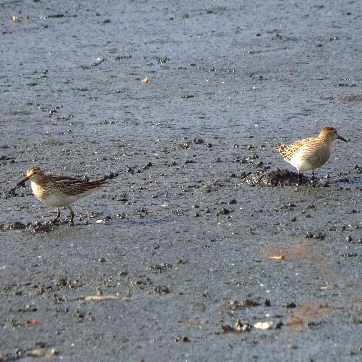 Pectoral Sandpiper - ML644831596