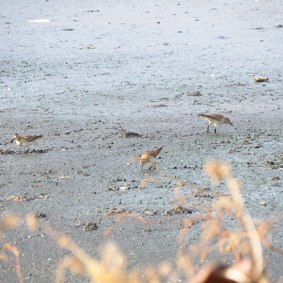 Pectoral Sandpiper - ML644831597